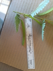 Chamaecrista fasciculata