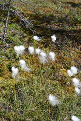 Eriophorum vaginatum