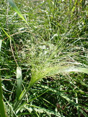 Panicum capillare