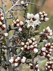 Cryptandra tomentosa