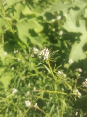 Lepidium graminifolium