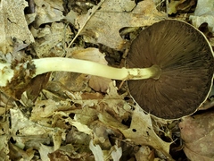Agaricus placomyces