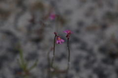 Utricularia tenella