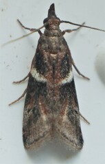 Moodna ostrinella