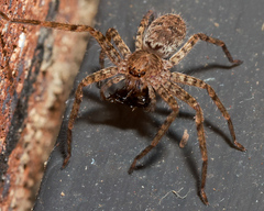 Heteropoda jugulans