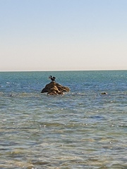 Phalacrocorax