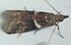 Moodna ostrinella