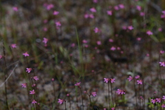 Utricularia tenella