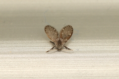 Clogmia albipunctata