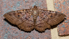 Speiredonia spectans