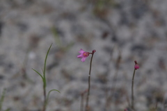 Utricularia tenella