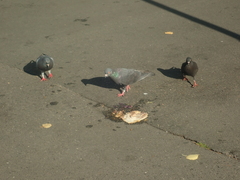 Columba livia domestica