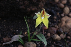 Caladenia flava flava