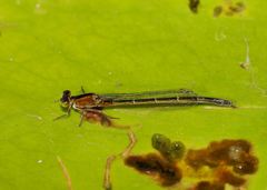 Ischnura pruinescens