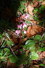 Pyrola asarifolia incarnata