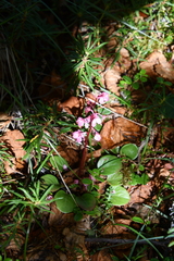 Pyrola asarifolia incarnata
