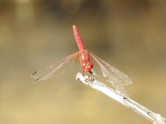 Diplacodes haematodes