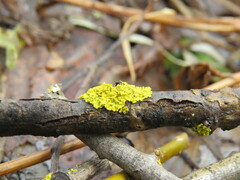 Xanthomendoza hasseana