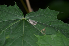 Phyllonorycter joannisi