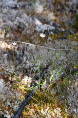 Stellaria peduncularis