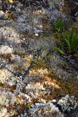 Stellaria peduncularis