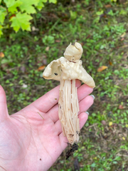 Helvella crispa