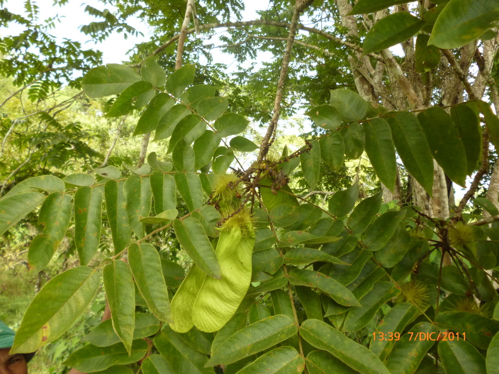 Centrolobium yavizanum