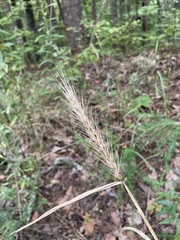 Elymus glabriflorus