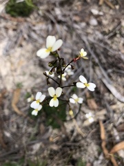 Stylidium piliferum