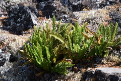 Dryopteris fragrans