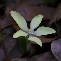 Cyanicula ixioides ixioides