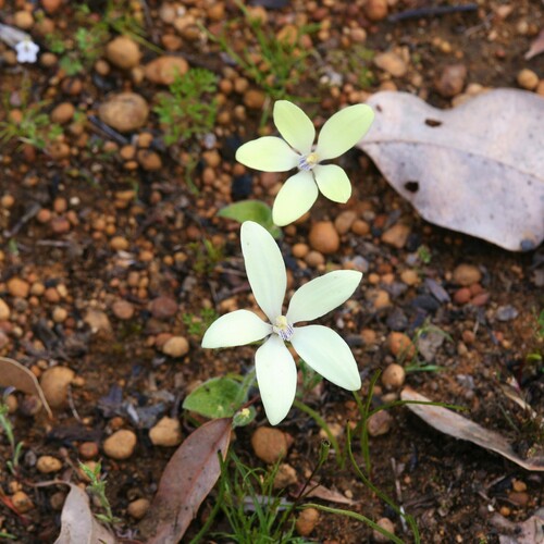 Image of Cyanicula ixioides by (c) Hugo Innes, some rights reserved (CC BY)