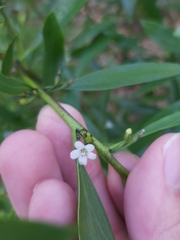 Myoporum
