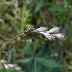 Carex scoparia