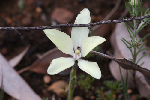Image of White China Orchid (Cyanicula ixioides) by (c) Hugo Innes, some rights reserved (CC BY)