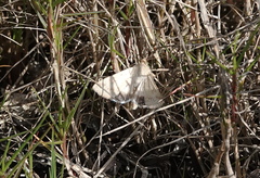 Helicoverpa punctigera