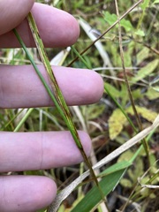 Carex scoparia