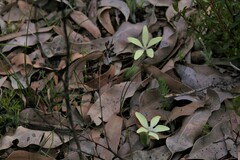 Cyanicula ixioides ixioides