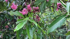 Syzygium malaccense