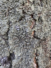 Flavopunctelia soredica