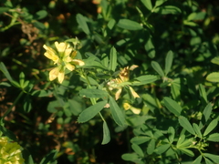 Medicago falcata