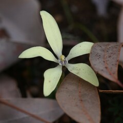 Cyanicula ixioides ixioides