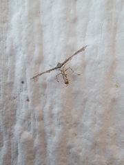 Michaelophorus indentatus