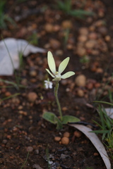 Cyanicula ixioides ixioides