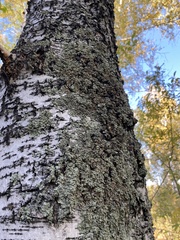 Flavopunctelia soredica