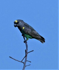 Poicephalus meyeri