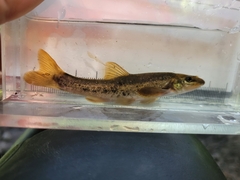 Rhinichthys cataractae