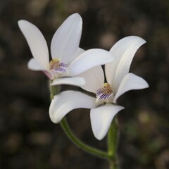 Cyanicula ixioides candida