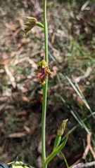 Calochilus campestris