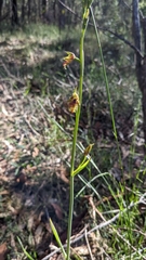Calochilus campestris